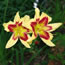 Hemerocallis New Clown Face